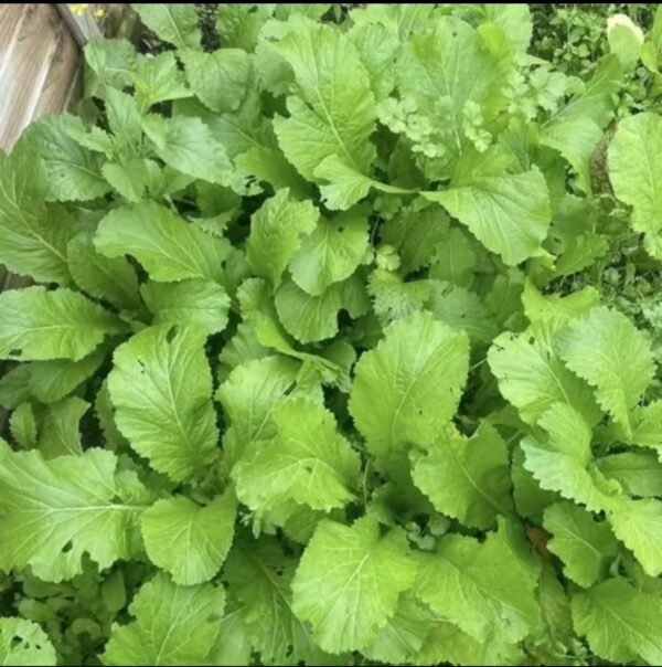 Khodu Seeds Bangladeshi Lau Bangla Lau Bottle Gourd Dhudi garden vegetable