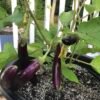 Aubergine Seeds - Image 2
