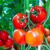 Tomato Feed - Image 5