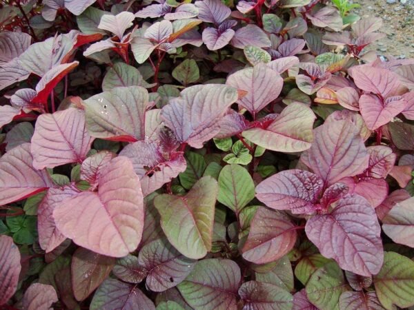 Lalshak Seeds - Image 3