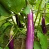 Aubergine Seeds - Image 4