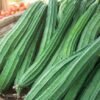 Zinga seeds - Image 5