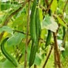 Zinga seeds - Image 4