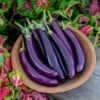 Aubergine Seeds